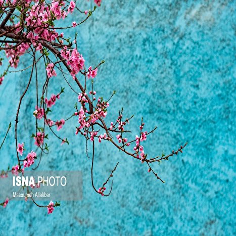 تصاویر: شکوفه‌های بهاری کرج