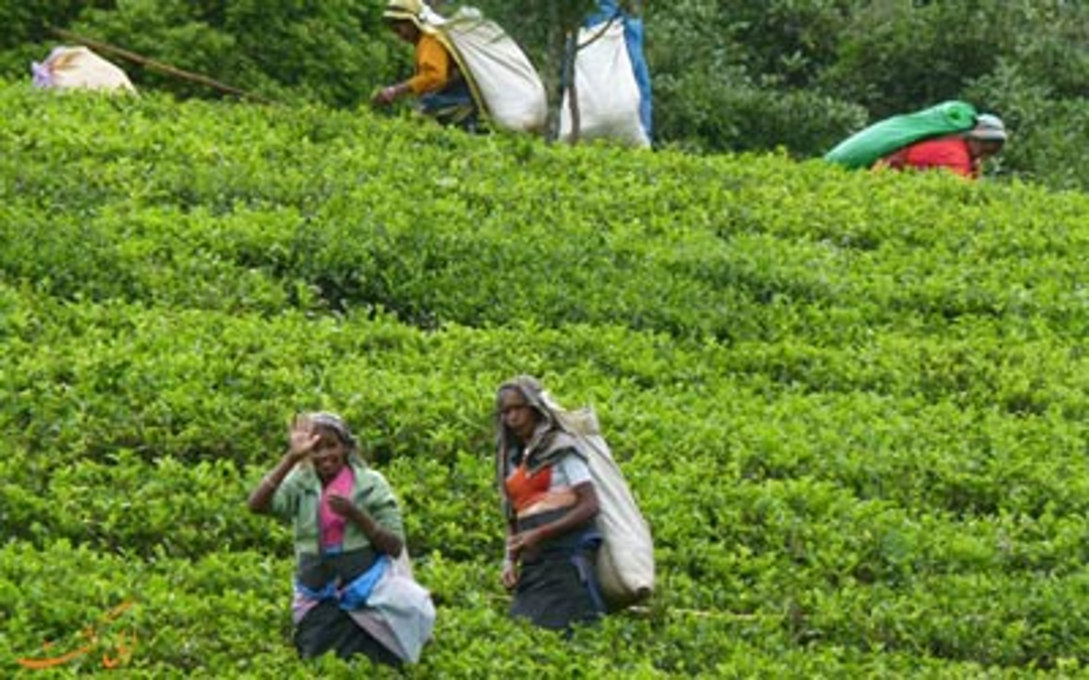 Цейлонский чай из шри ланки. Плантации Липтон Шри Ланка. Нувара Элия Шри Ланка сборщицы чая. Чай Шри Ланка Цейлон. Чайный аукцион.
