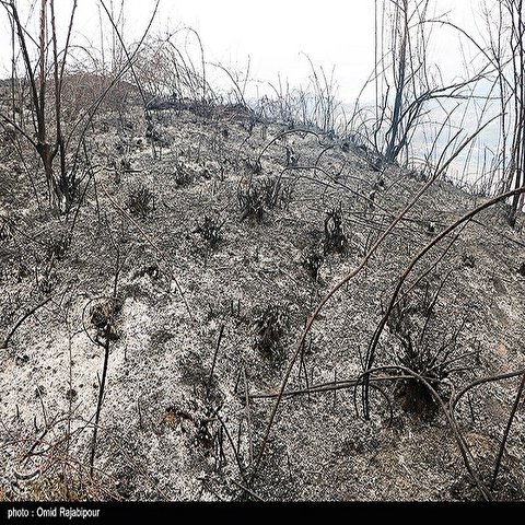 تصاویر: آتش سوزی باغات چای اطاقور لنگرود - گیلان