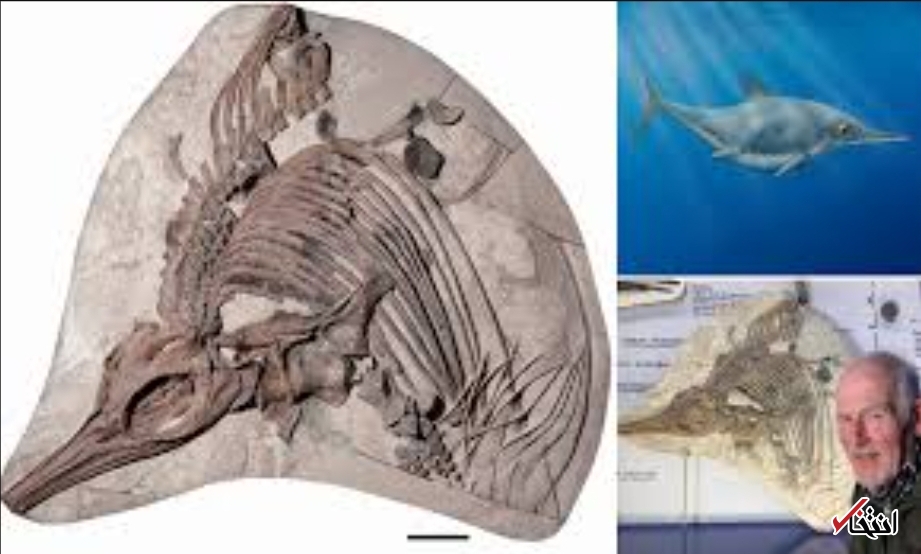 کشف فسیل یک اژد‌های دریایی عظیم الجثه در انگلستان