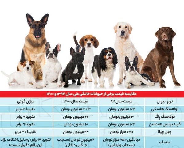 قیمت یک سگ خانگی ۴٠ میلیون تومان!