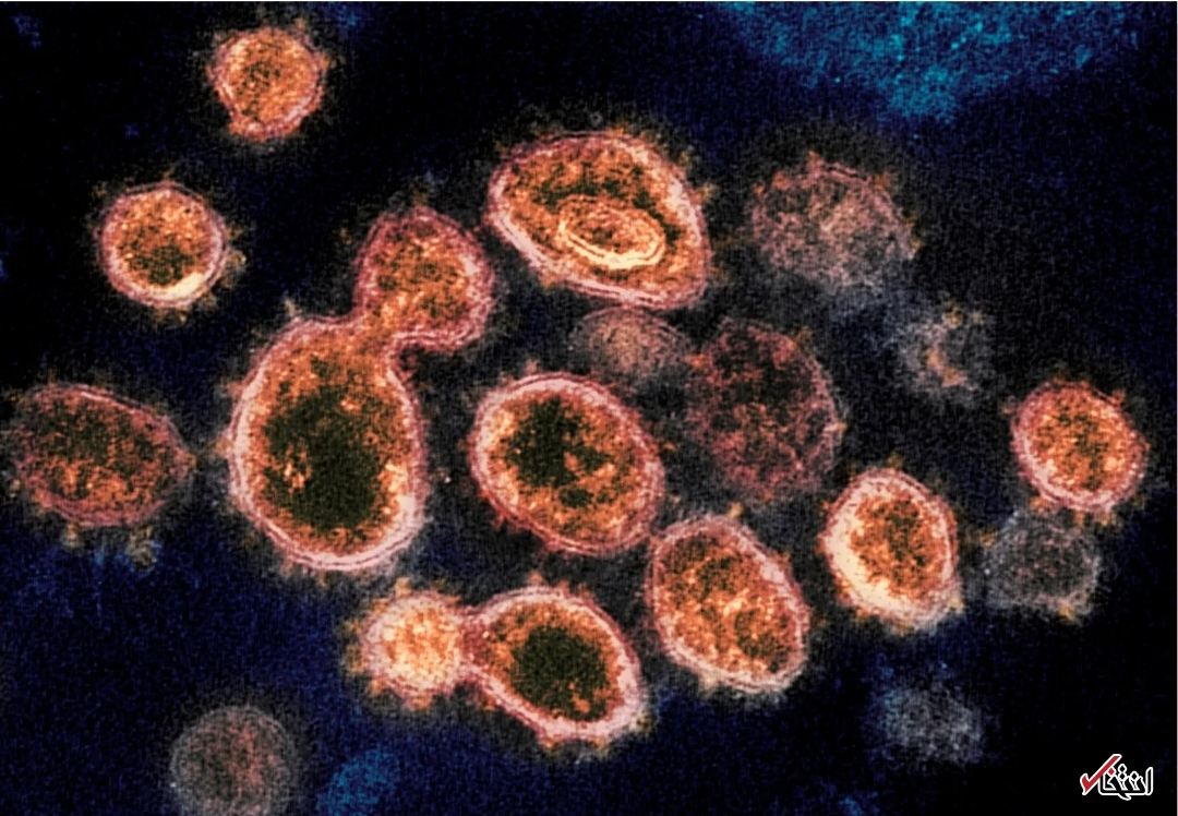ویروس کرونا می‌تواند ماه‌ها در قلب و مغز زندگی کند