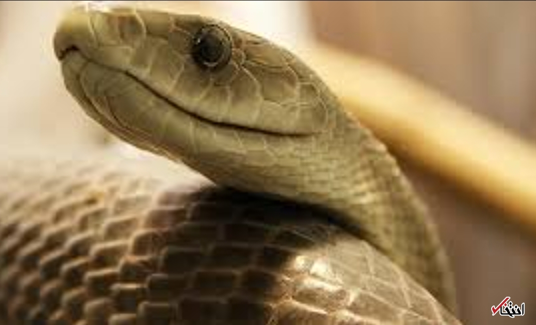 کشف پیکر بی جان یک مرد در احاطه بیش از ۱۰۰ مار!