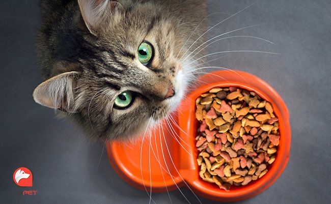 بهترین ترکیب غذایی برای داشتن سگ و گربه سالم و پرانرژی