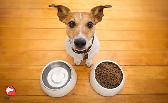 بهترین ترکیب غذایی برای داشتن سگ و گربه سالم و پرانرژی