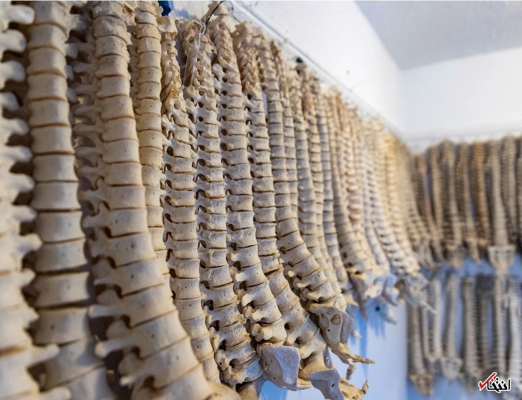 کلکسیونر استخوانی که بیش از ۲۰۰ اسکلت و جمجمه دارد