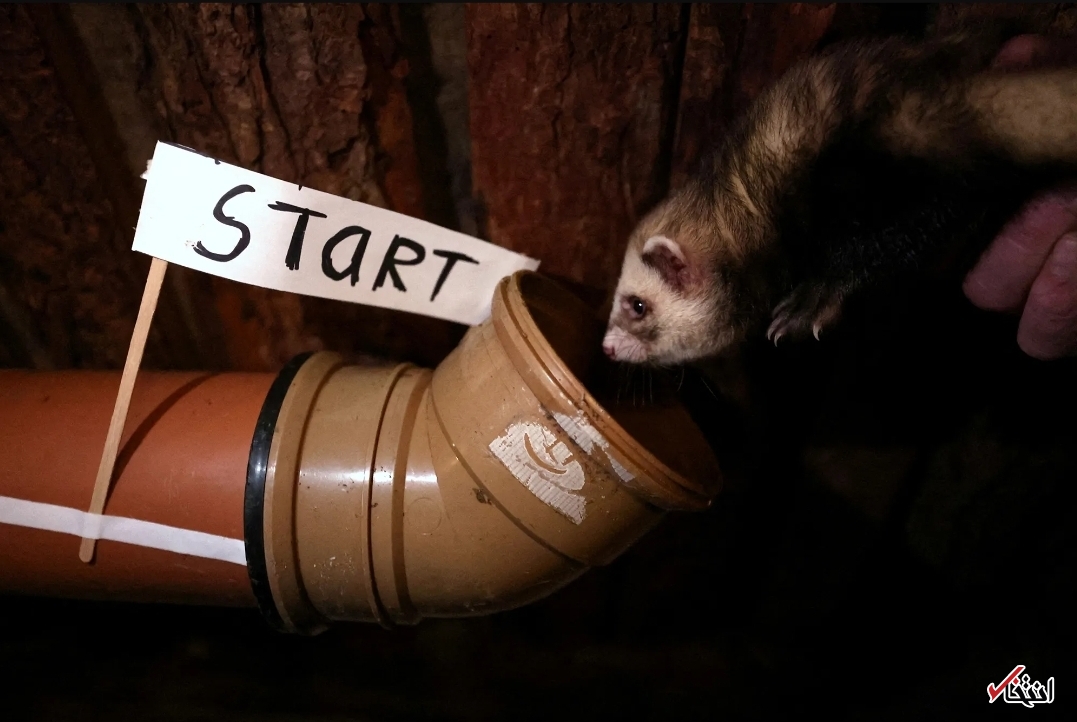 تصاویر یکی از عجیب‌ترین مسابقات جهان