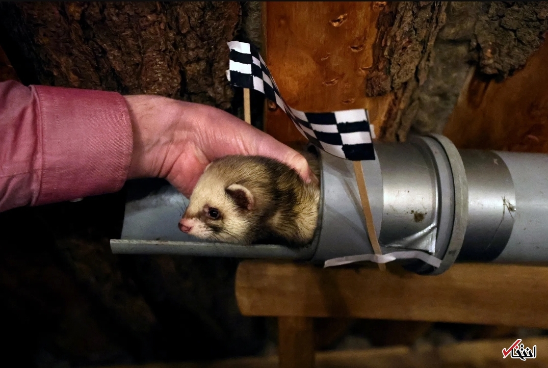 تصاویر یکی از عجیب‌ترین مسابقات جهان