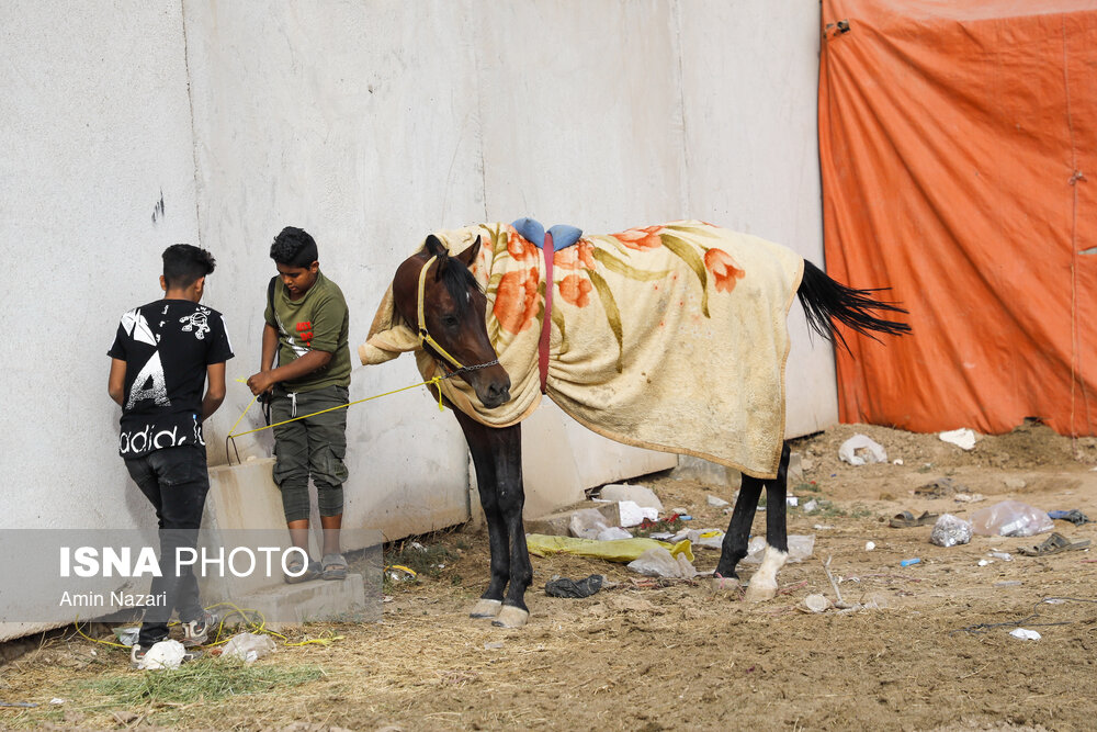 تصاویر: هفته پایانی مسابقات اسب دوانی کشور در اهواز