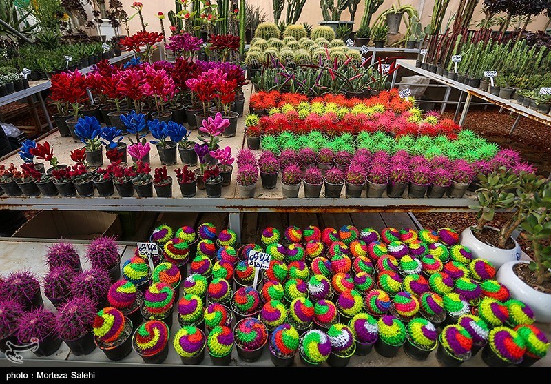تصاویر: بازار گل و گیاه در آستانه نوروز - اصفهان