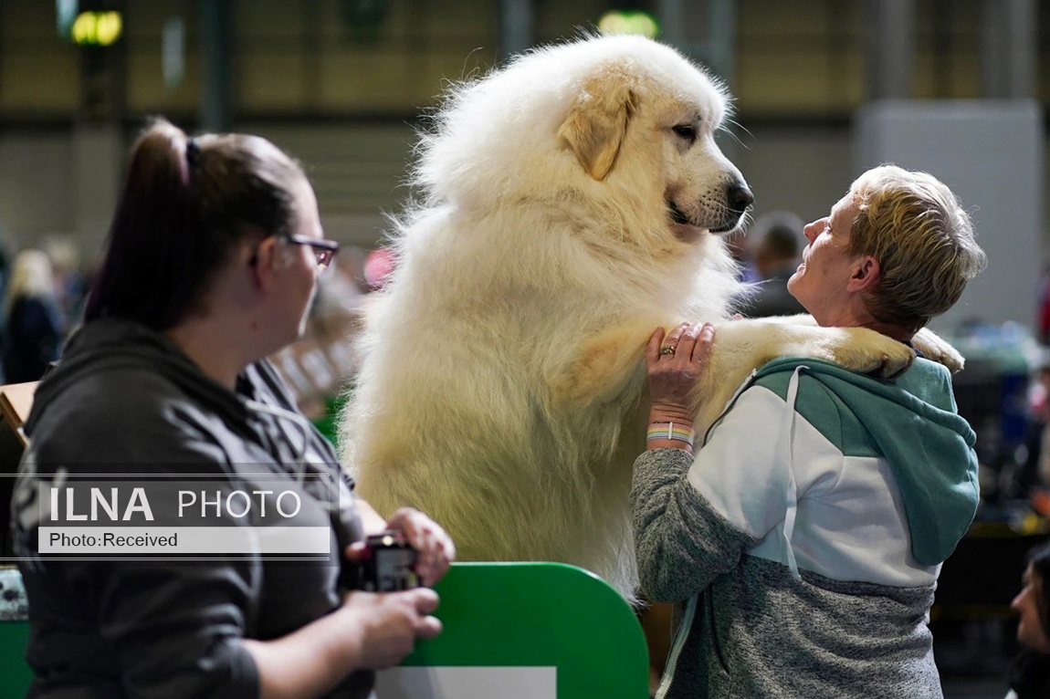 تصاویر: بزرگترین نمایشگاه سگ جهان