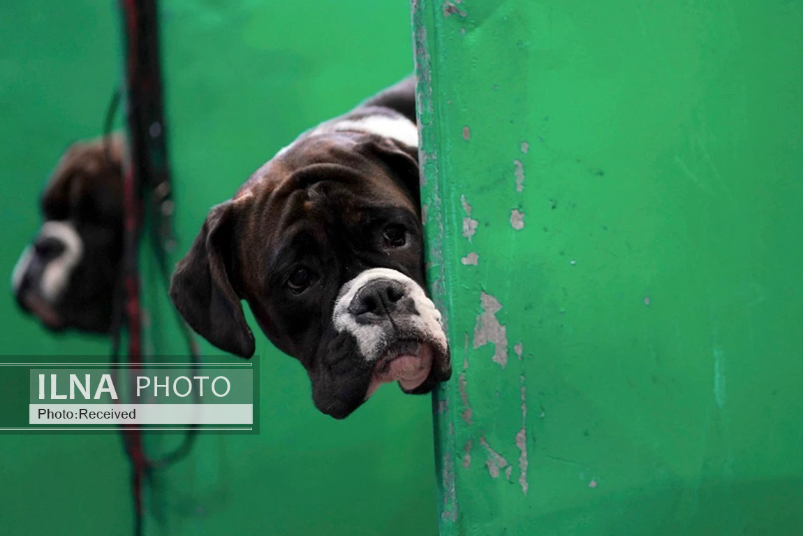 تصاویر: بزرگترین نمایشگاه سگ جهان