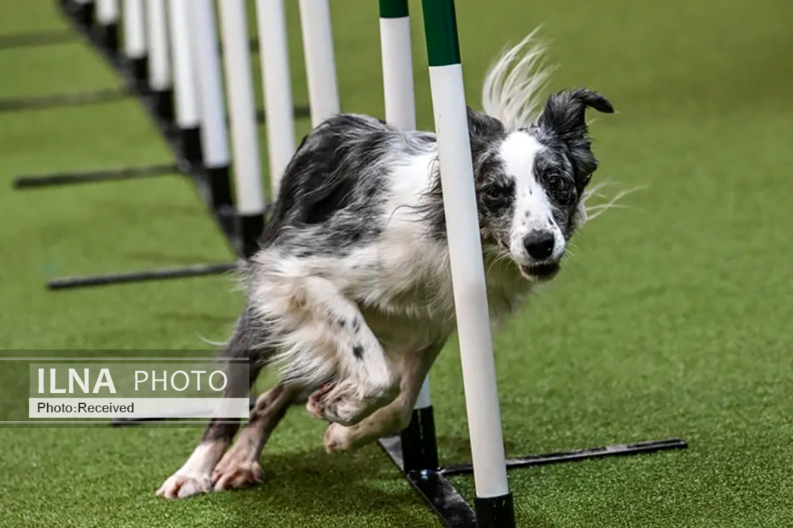 تصاویر: بزرگترین نمایشگاه سگ جهان