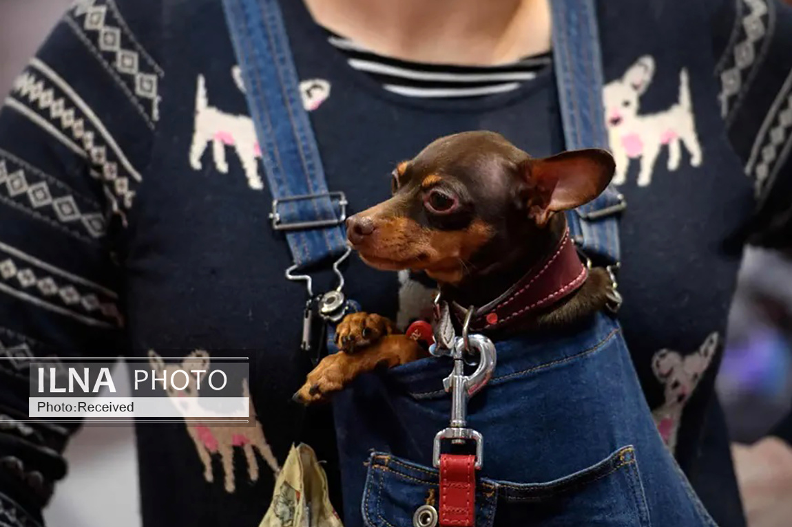 تصاویر: بزرگترین نمایشگاه سگ جهان