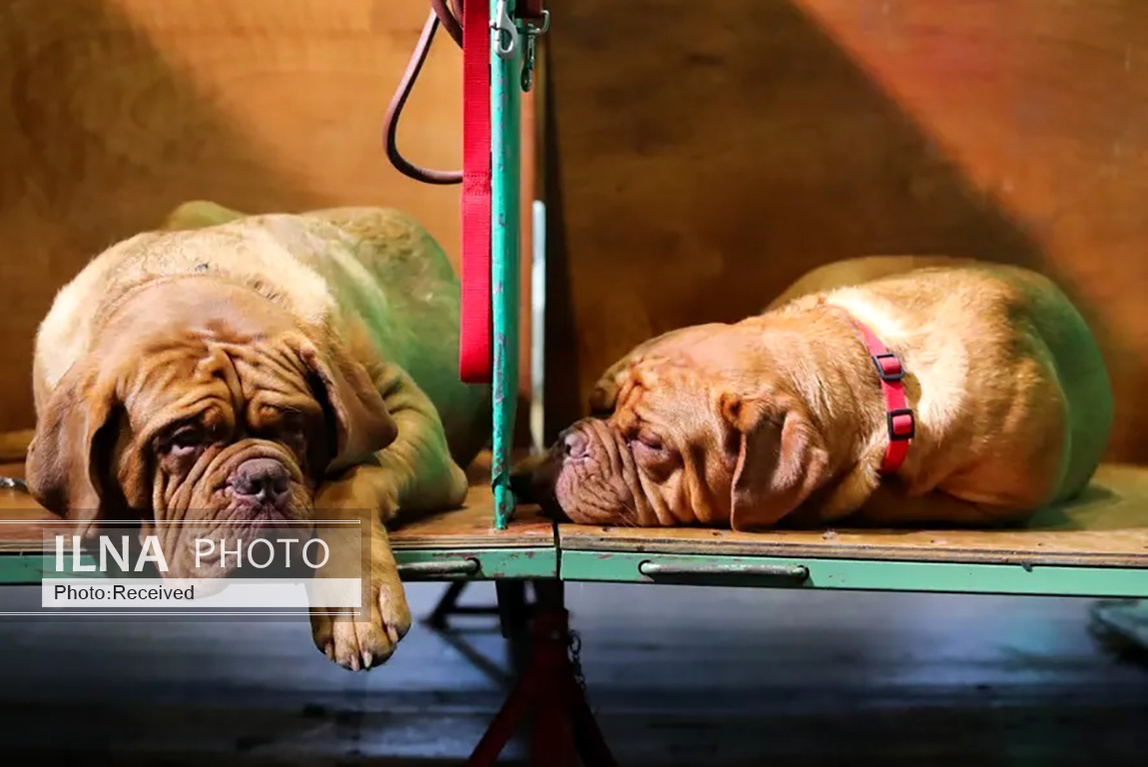 تصاویر: بزرگترین نمایشگاه سگ جهان