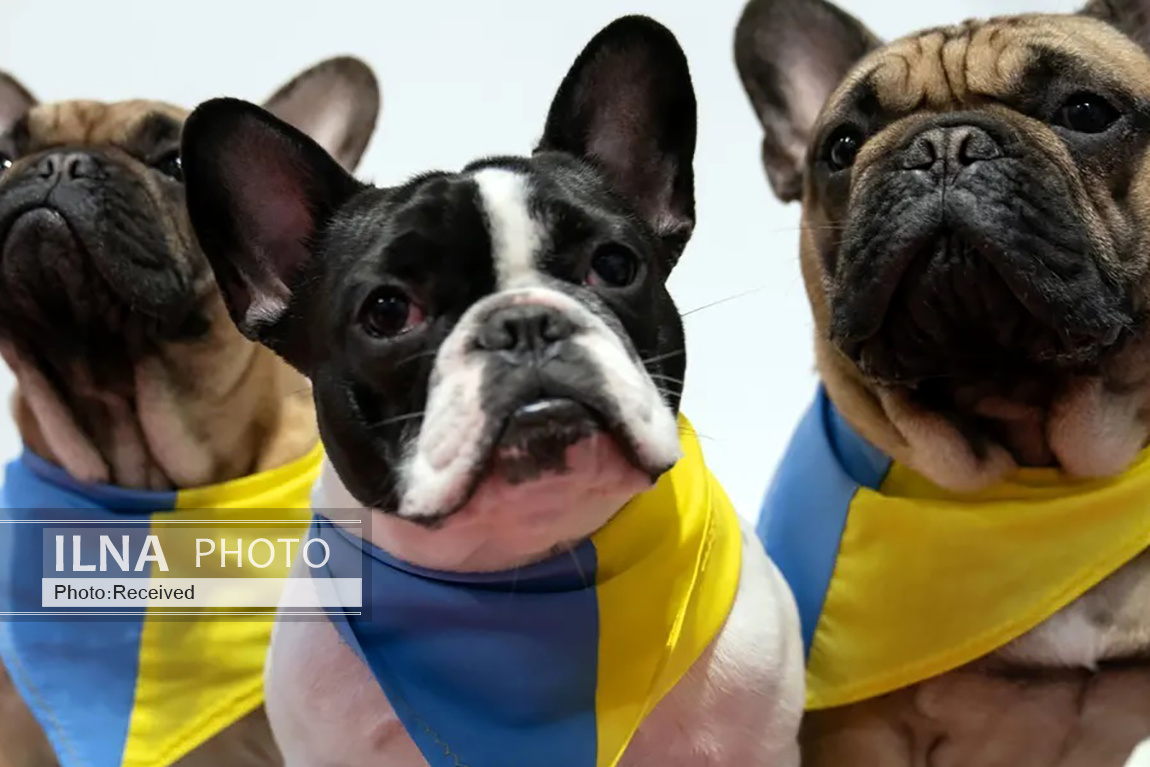 تصاویر: بزرگترین نمایشگاه سگ جهان