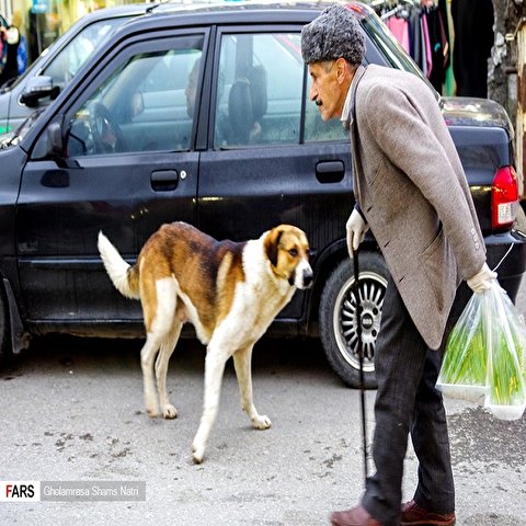 تصاویر: پرسه سگ‌ها در شهر