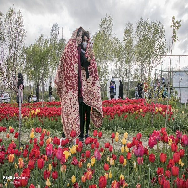 تصاویر: مزرعه لاله در روستای «اسپره خون» تبریز