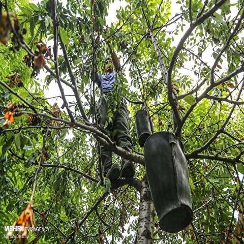 تصاویر: برداشت گیلاس از باغ های روستای بازخانه