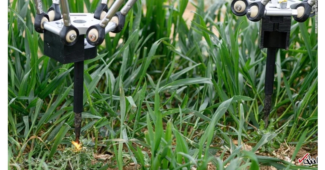  علف‌های هرز 