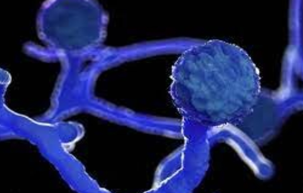 وزارت بهداشت: قارچ سیاه بیماری جدیدی نیست