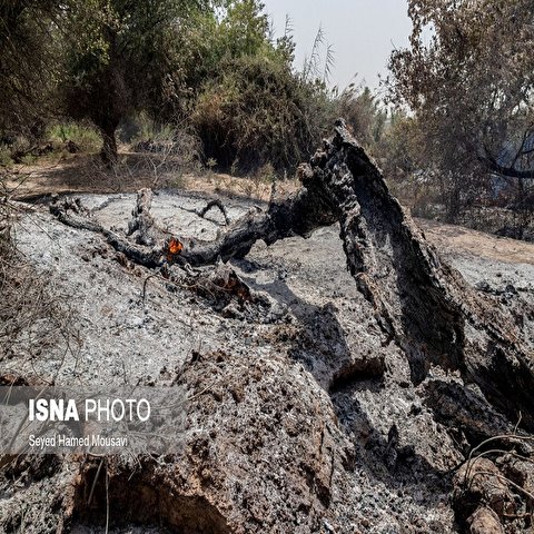 تصاویر: مهار آتش سوزی جنگل کرخه در شوش