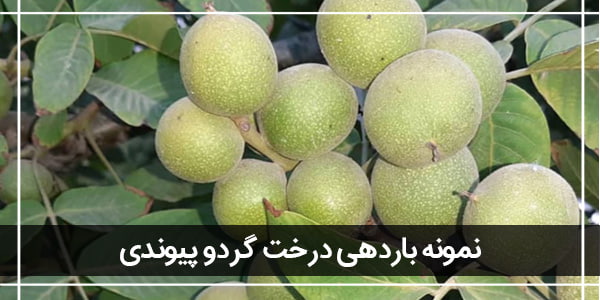 معرفی 3 نهال گردو پیوندی پرسود ایران معرفی 3 نهال گردو پیوندی پرسود ایران