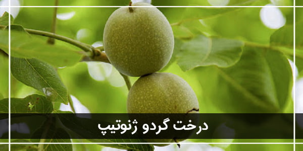 معرفی 3 نهال گردو پیوندی پرسود ایران معرفی 3 نهال گردو پیوندی پرسود ایران