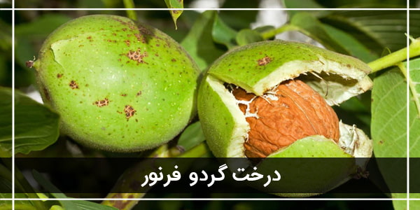 معرفی 3 نهال گردو پیوندی پرسود ایران معرفی 3 نهال گردو پیوندی پرسود ایران