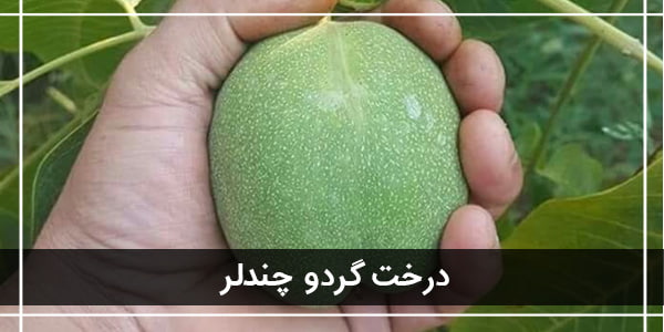 معرفی 3 نهال گردو پیوندی پرسود ایران معرفی 3 نهال گردو پیوندی پرسود ایران
