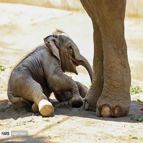 تصاویر: تولد «مایسا» اولین بچه فیل در باغ وحش ارم