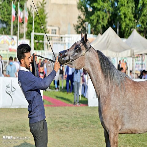 تصاویر: جشنواره ملی زیبایی اسب اصیل عرب در اردبیل