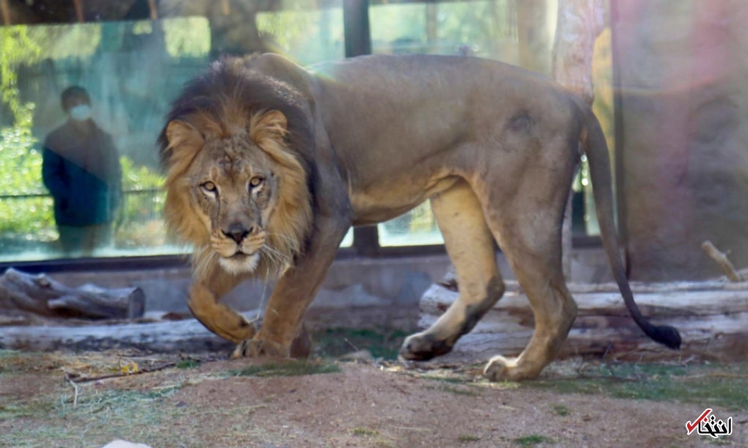 کارمندان باغ وحش، شیر سریلانکایی را کرونایی کردند
