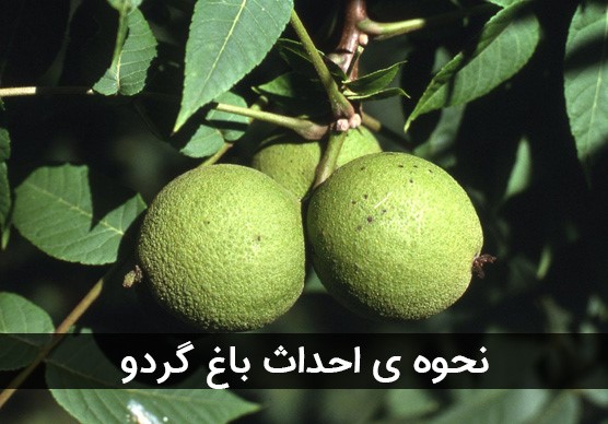 نحوه احداث باغ گردو نحوه احداث باغ گردو