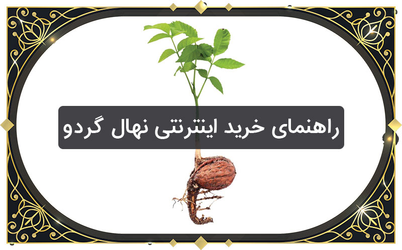 راهنمای خرید اینترنتی نهال گردو در تابستان 1400 راهنمای خرید اینترنتی نهال گردو در تابستان 1400