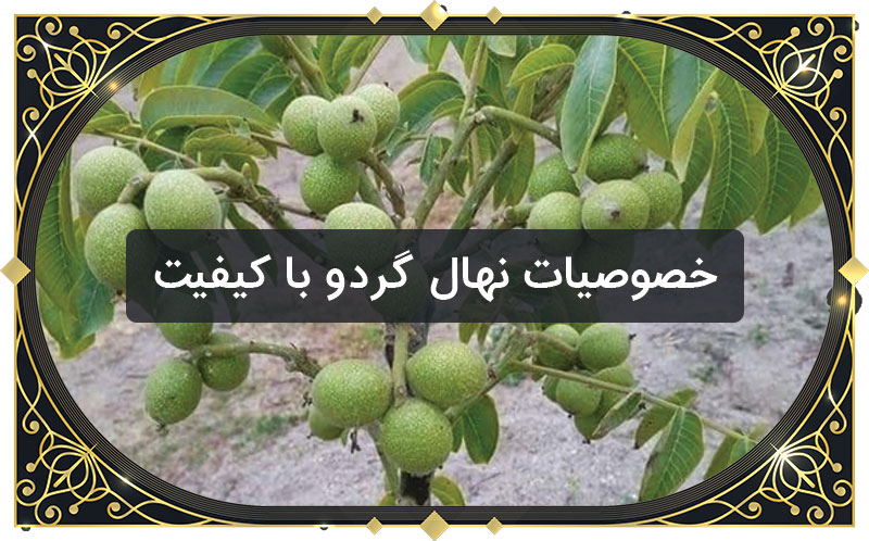 راهنمای خرید اینترنتی نهال گردو در تابستان 1400 راهنمای خرید اینترنتی نهال گردو در تابستان 1400