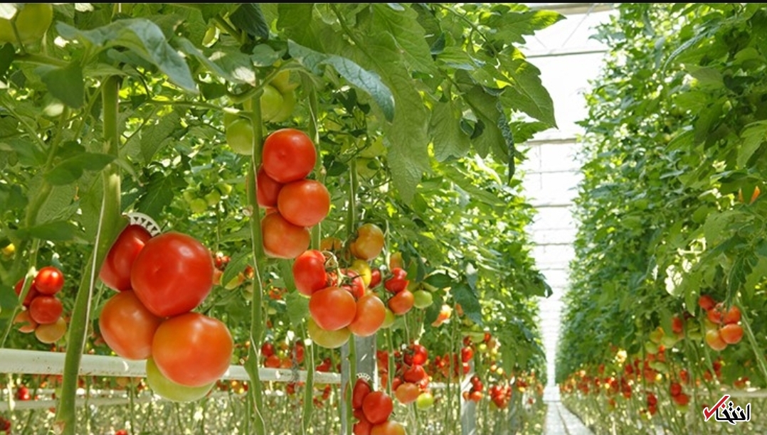 طرحی رباتیک و انقلابی در چیدن گوجه فرنگی