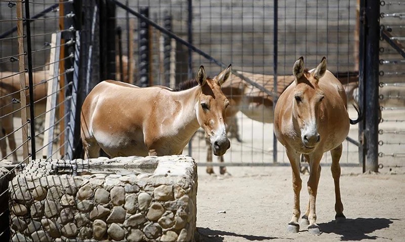 محیط زیست: اقدامات پیشگیرانه را برای جلوگیری از ابتلای حیات وحش تهران به طاعون تشدید کرده ایم