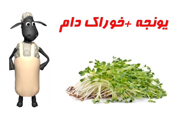 حقایقی درباره گوسفند که باید بدانید! حقایقی درباره گوسفند که باید بدانید!