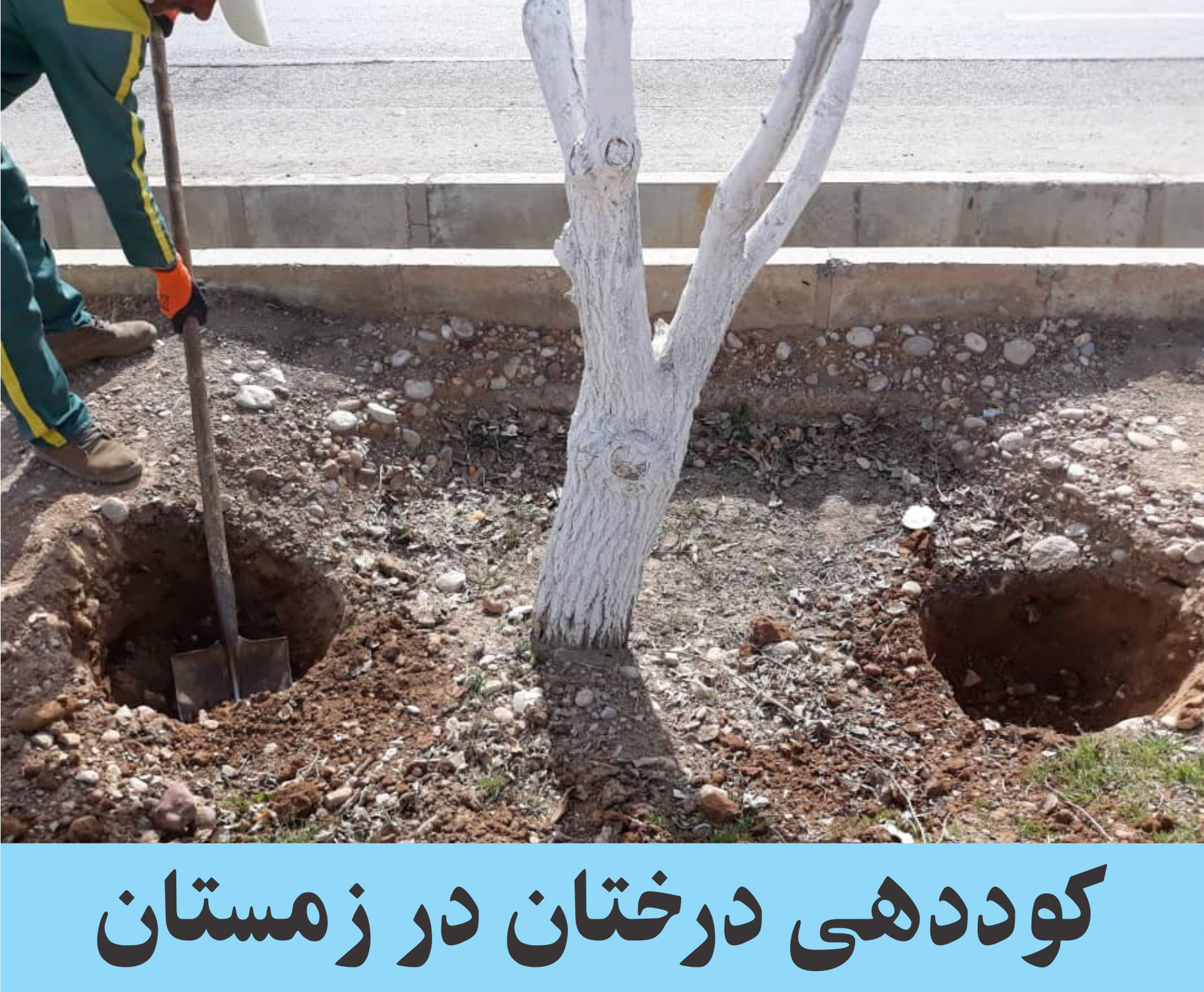 آیا درختان در زمستان نیاز به تغذیه دارند؟ چالکود چیست؟