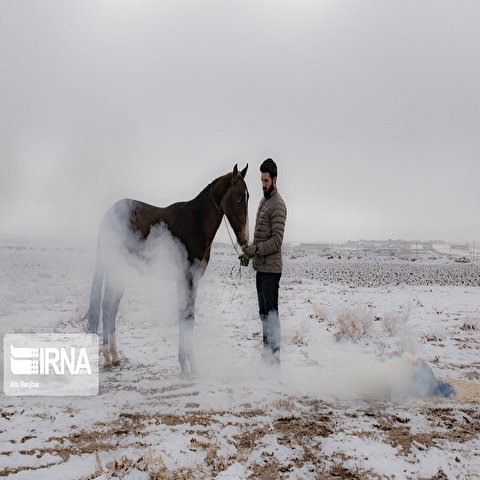 تصاویر: نگهداری و تیمار اسب؛ حرفه ای به قدمت تاریخ
