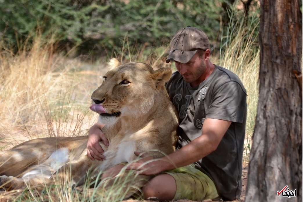 لحظه باورنکردنی باز شدن آغوش شیر به روی انسان+تصاویر