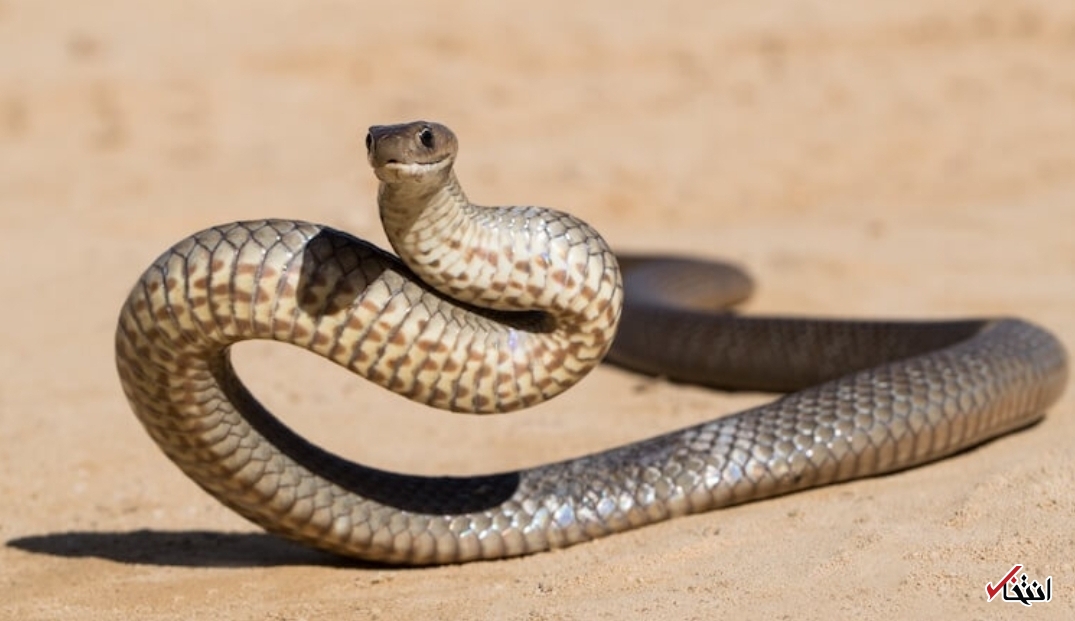 انتشار عکس در اینستاگرام  منجر به کشف گونه جدیدی از مار شد