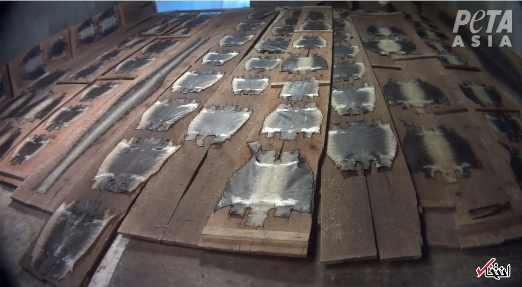 کشتار بی رحمانه حیوانات در برند‌های مشهور جهان/ پشت پرده‌ای خونبار از تولیدات لاکچری  پوشاک