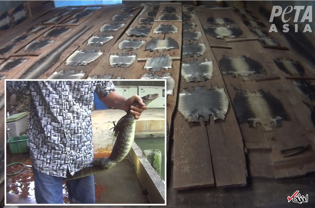 کشتار بی رحمانه حیوانات در برند‌های مشهور جهان/ پشت پرده‌ای خونبار از تولیدات لاکچری  پوشاک