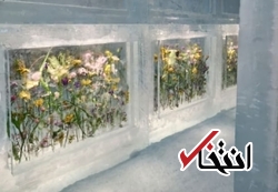اقامت در هتل یخی با جادوی عطر گیاهان معطر+تصاویر