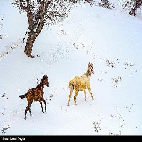 تصاویر: بارش برف در شهرستان اهر - آذربایجان شرقی