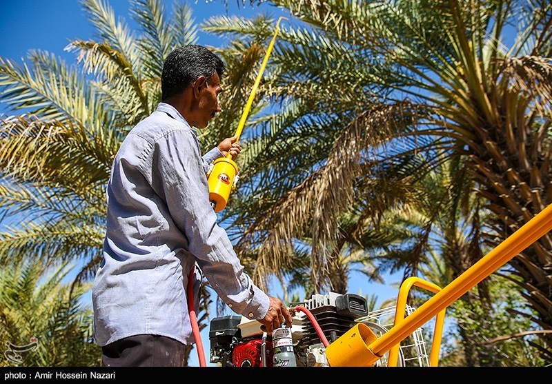 تصاویر: گرده افشانی مکانیزه نخل