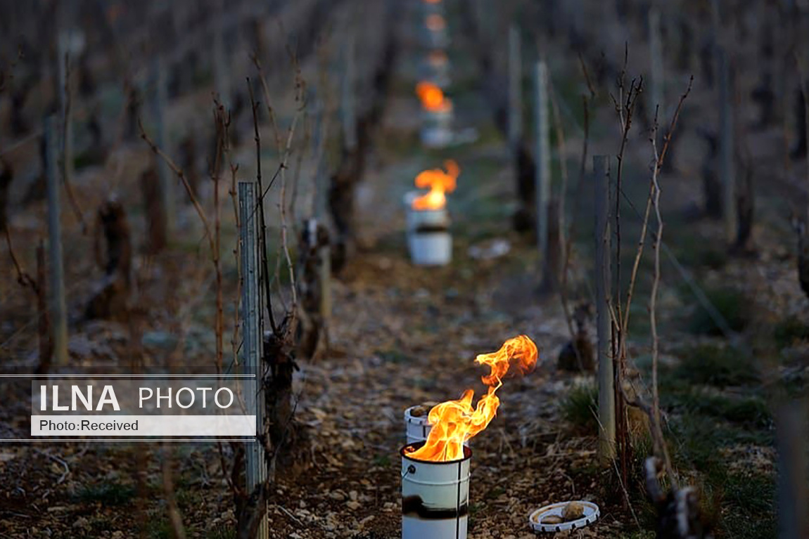 تصاویر: محافظت از انگورهای تاکستان با روشن کردن آتش