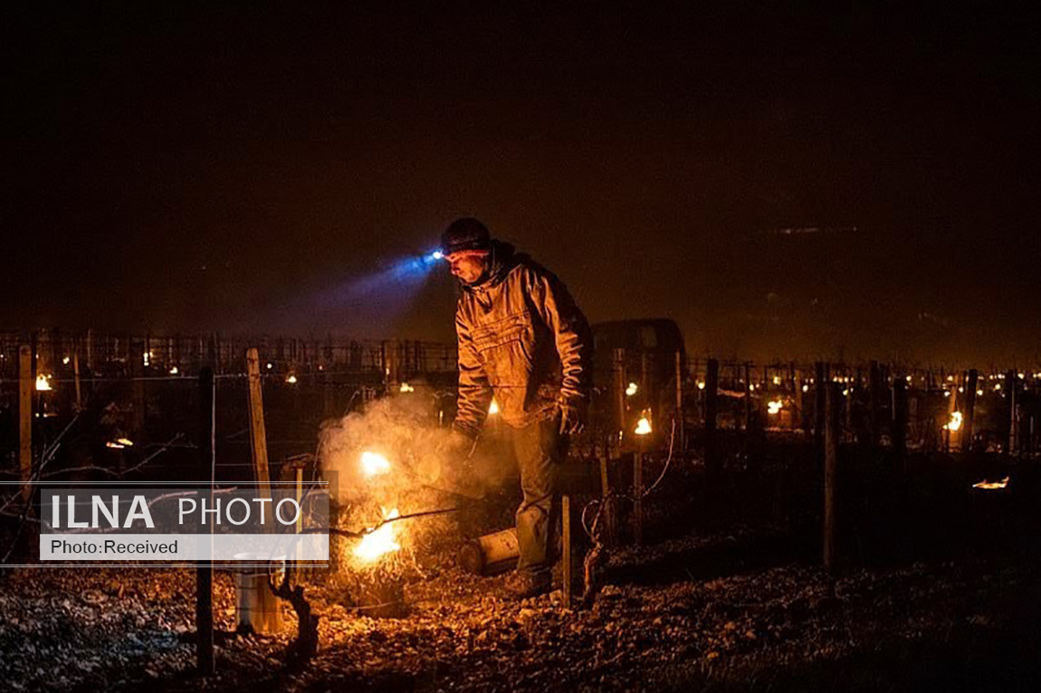 تصاویر: محافظت از انگورهای تاکستان با روشن کردن آتش